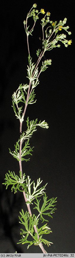 Potentilla tenuiloba (pięciornik wąskolistkowy)