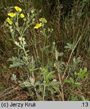 Potentilla inclinata (pięciornik siwy)