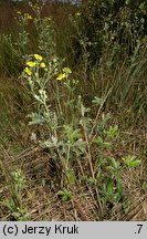 Potentilla inclinata (pięciornik siwy)