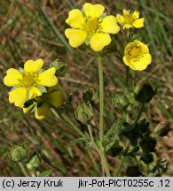 Potentilla inclinata (pięciornik siwy)