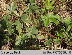 Potentilla inclinata (pięciornik siwy)