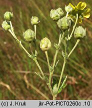 Potentilla inclinata (pięciornik siwy)