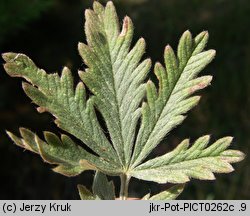 Potentilla inclinata (pięciornik siwy)