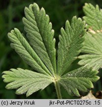 Potentilla leucopolitanoides (pięciornik belgradzki)