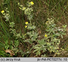 Potentilla inclinata (pięciornik siwy)