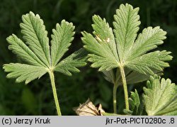 Potentilla leucopolitanoides (pięciornik belgradzki)