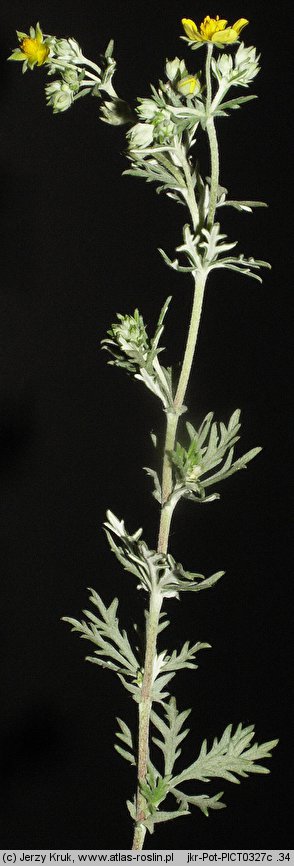 Potentilla dissecta (pięciornik wciętolistkowy)