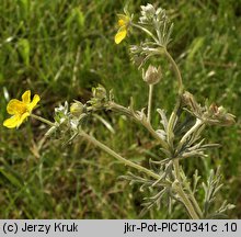 Potentilla dissecta (pięciornik wciętolistkowy)