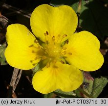 Potentilla anglica (pięciornik rozścielony)