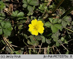 Potentilla anglica (pięciornik rozścielony)