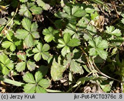 Potentilla anglica (pięciornik rozścielony)