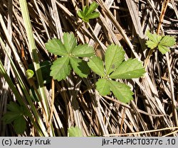 Potentilla anglica (pięciornik rozścielony)