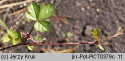 Potentilla anglica (pięciornik rozścielony)