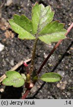 Potentilla anglica (pięciornik rozścielony)