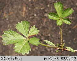 Potentilla anglica (pięciornik rozścielony)