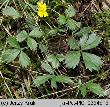 Potentilla anglica (pięciornik rozścielony)