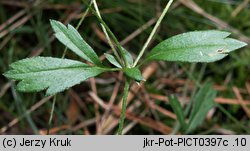 Potentilla anglica (pięciornik rozścielony)