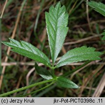 Potentilla anglica (pięciornik rozścielony)