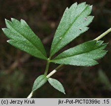 Potentilla anglica (pięciornik rozścielony)