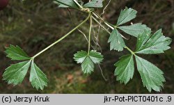 Potentilla anglica (pięciornik rozścielony)