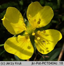 Potentilla anglica (pięciornik rozścielony)