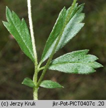 Potentilla anglica (pięciornik rozścielony)