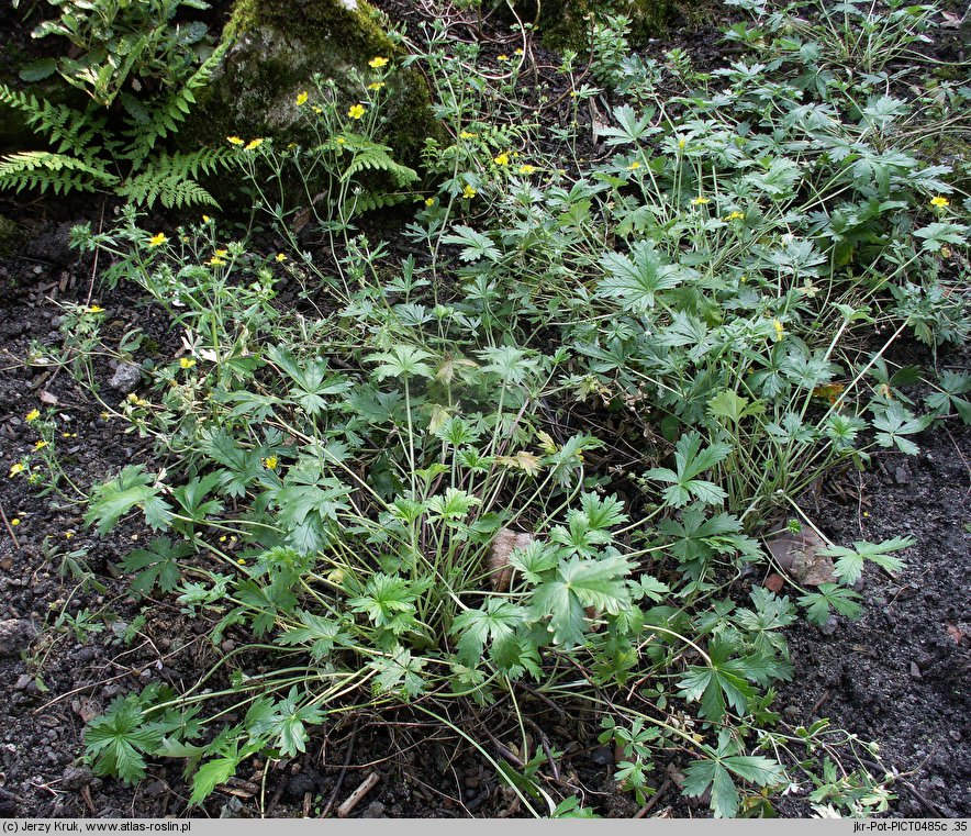 Potentilla decumbens (pięciornik rozpostarty)