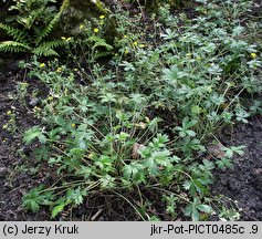 Potentilla decumbens (pięciornik rozpostarty)