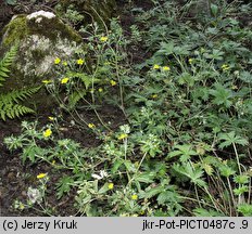 Potentilla decumbens (pięciornik rozpostarty)