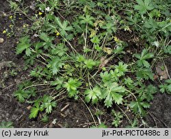 Potentilla decumbens (pięciornik rozpostarty)