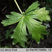 Potentilla decumbens (pięciornik rozpostarty)