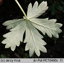 Potentilla decumbens (pięciornik rozpostarty)