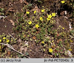 Potentilla ×subarenaria