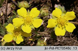 Potentilla ×subarenaria