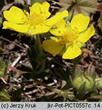 Potentilla ×subarenaria