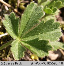 Potentilla ×subarenaria