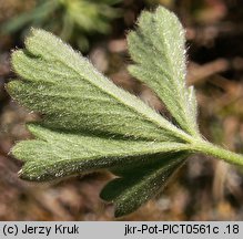 Potentilla ×subarenaria