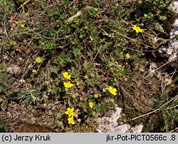 Potentilla ×subarenaria