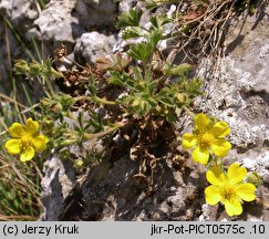 Potentilla ×subarenaria