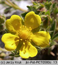 Potentilla ×subarenaria