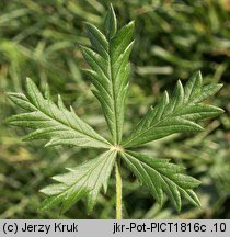 Potentilla argentea ssp. argentea (pięciornik srebrny typowy)