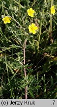 Potentilla argentea ssp. argentea (pięciornik srebrny typowy)