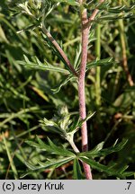 Potentilla argentea ssp. argentea (pięciornik srebrny typowy)