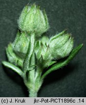 Potentilla argentea ssp. argentea (pięciornik srebrny typowy)