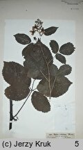 Rubus velutinus (jeżyna aksamitna)