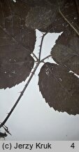 Rubus velutinus (jeżyna aksamitna)