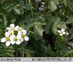 Cardamine amara ssp. opizii (rzeżucha gorzka Opiza)