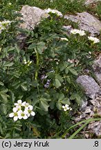 Cardamine amara ssp. opizii (rzeżucha gorzka Opiza)