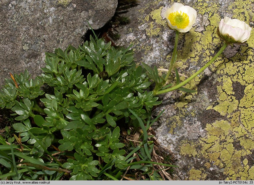 Ranunculus glacialis (jaskier lodnikowy)