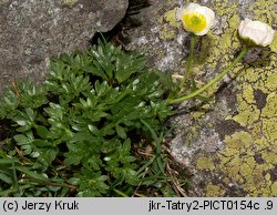 Ranunculus glacialis (jaskier lodnikowy)